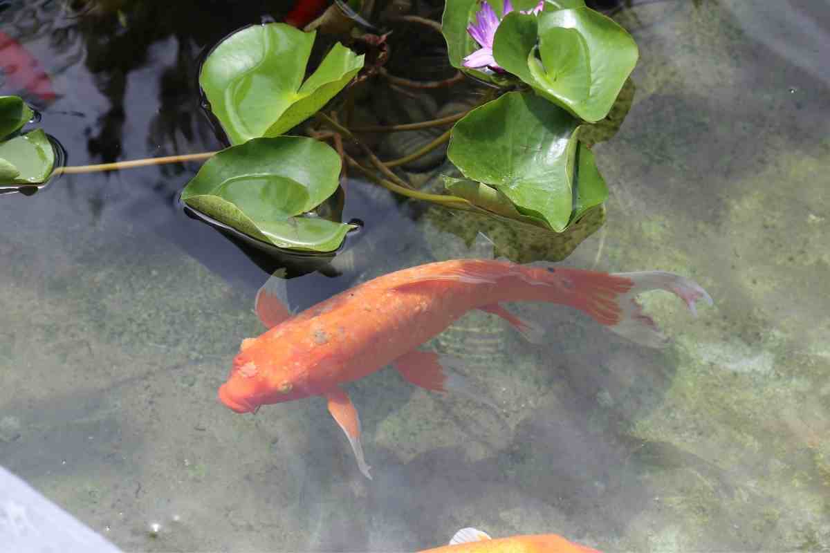 Can You Eat Koi from Your Fish Pond?