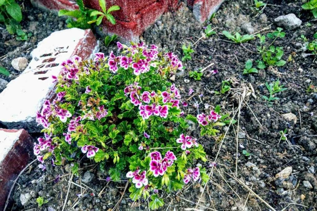 Lemon Scented Geranium flower