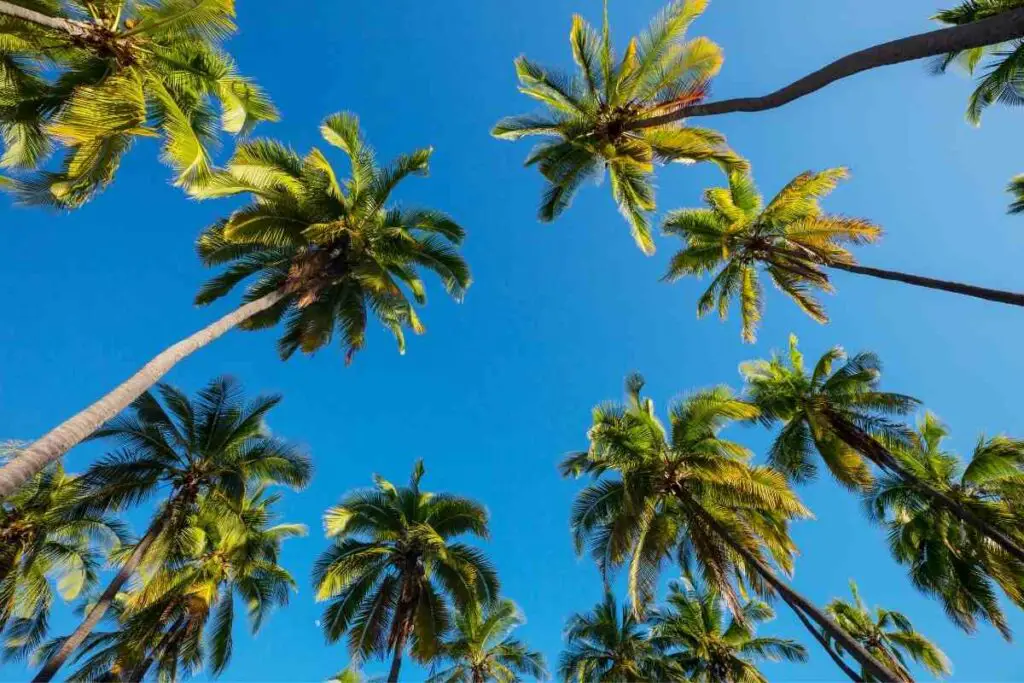 The lifespan of palm trees