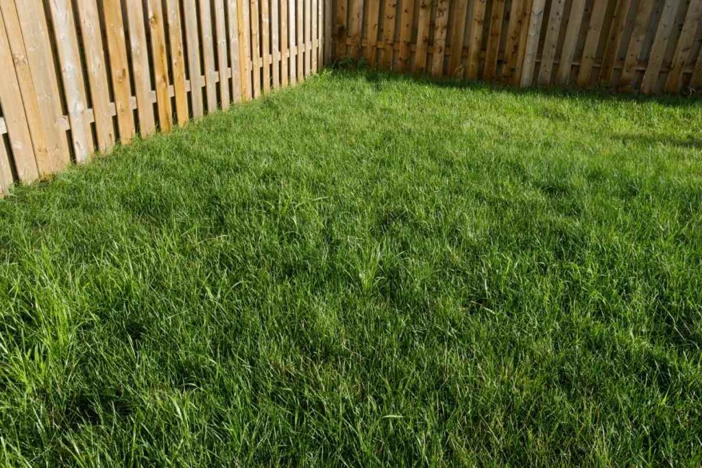 Lawn grass length mowing problem