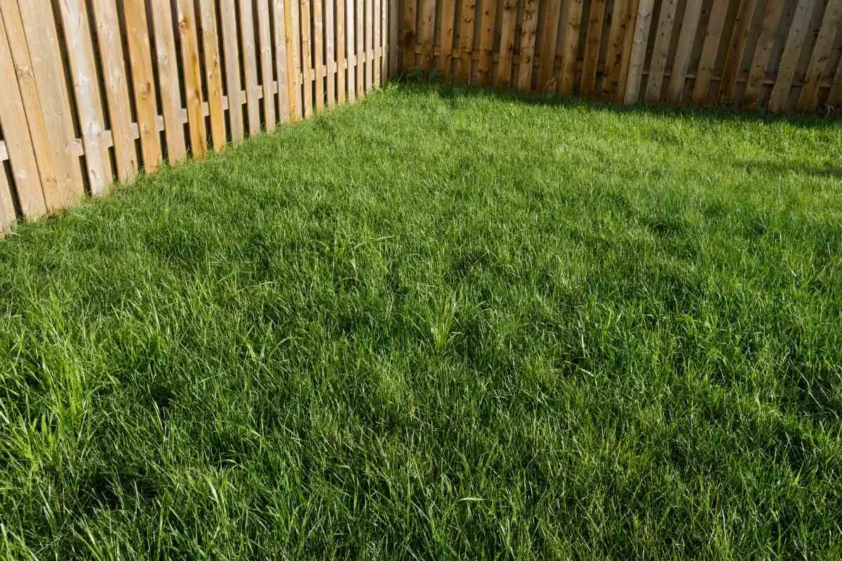 Can Robotic Mowers Cut Long Grass or Weeds? - Gardenia Organic