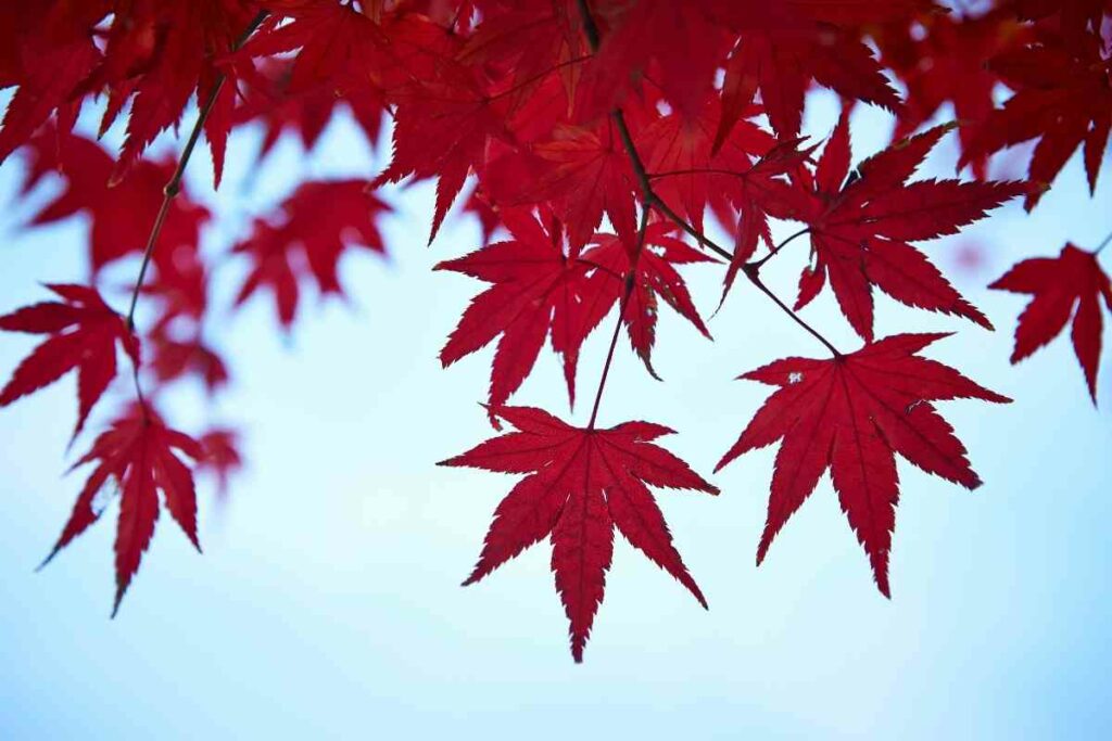 Maple tree red leaves