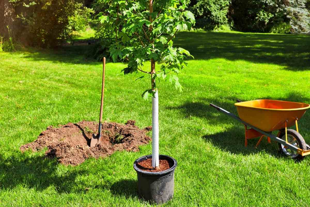 How Many Trees Should I Plant Per Acre? Gardenia Organic