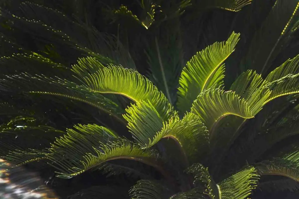 Mediterranean Fan Palm (Chamaerops humilis)