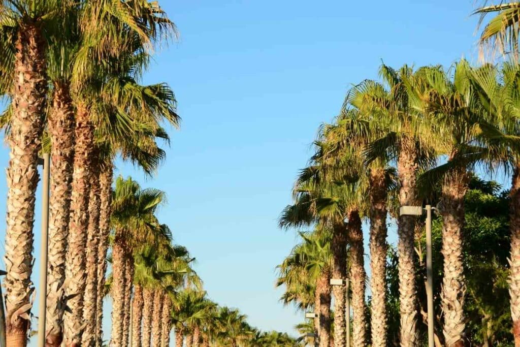 Washingtonia Robusta