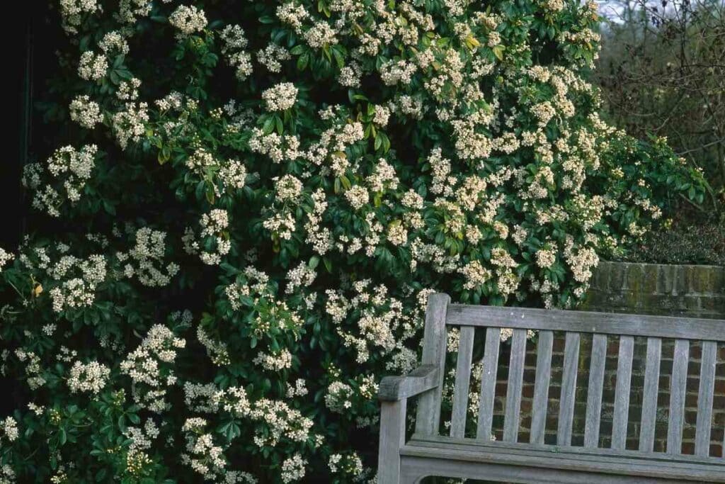 Mexican Orange bush