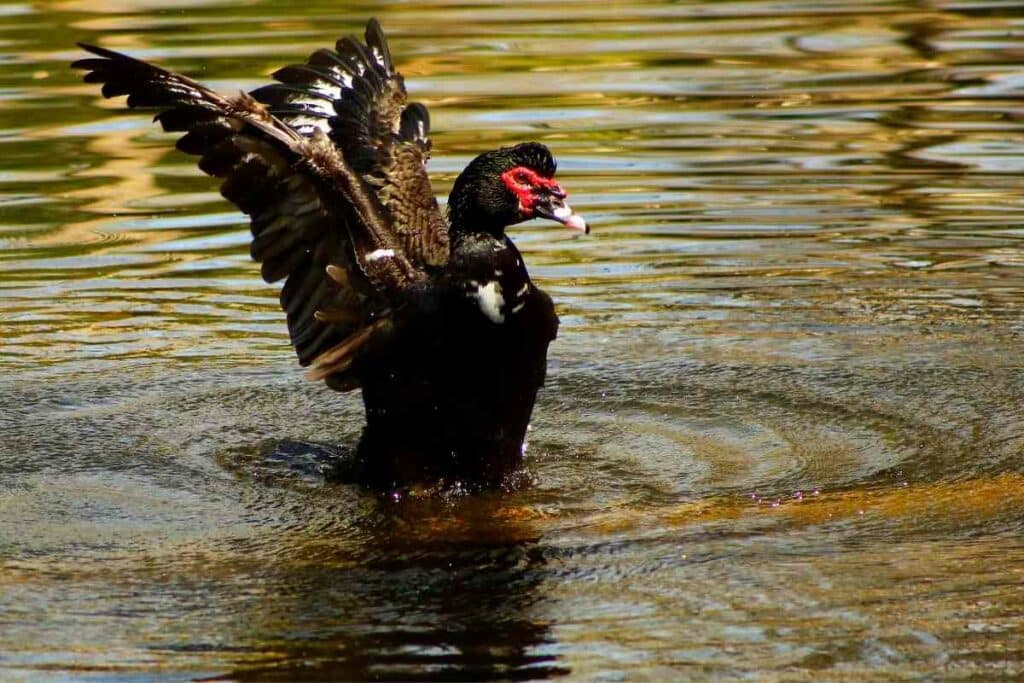 Muscovy duck in a lake