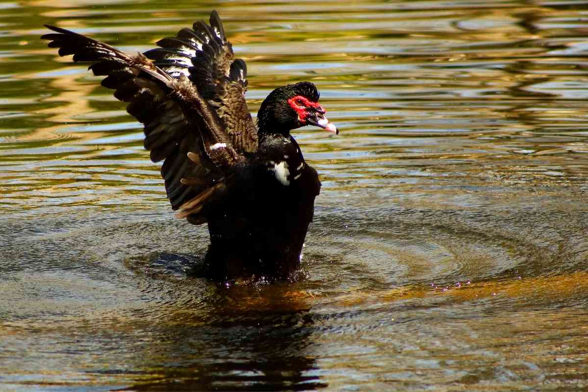 Can Muscovy Ducks Fly? Gardenia Organic