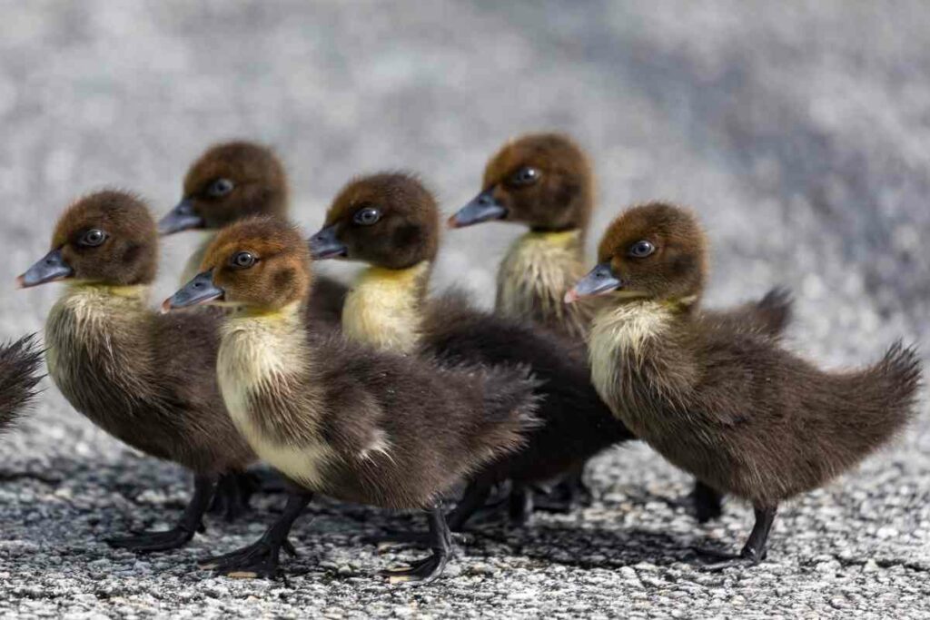 Brown Muscovy ducklings