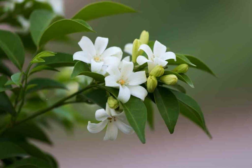 Orange Jessamine flower