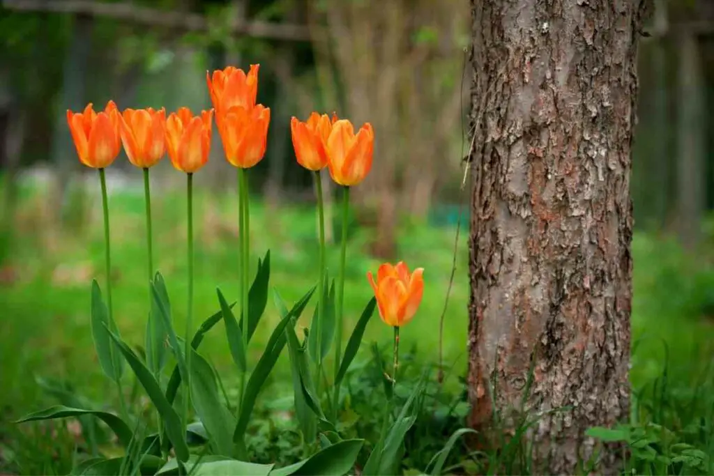 Orange tulips flowers