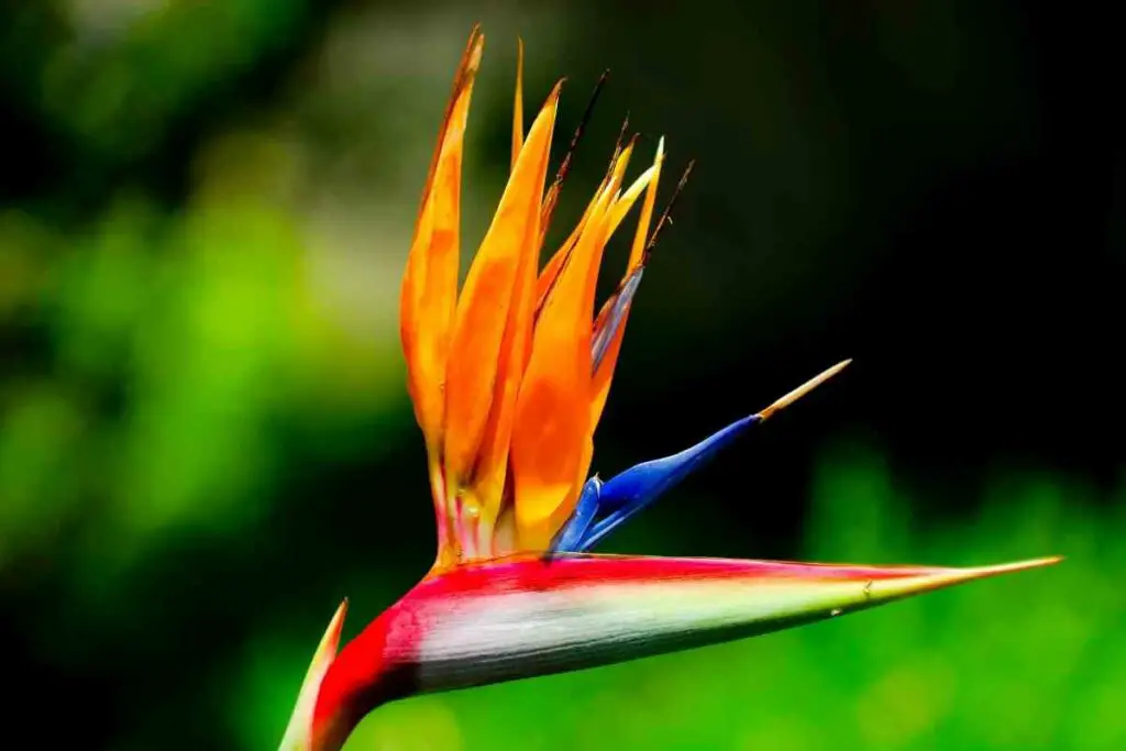 Bird of paradise flower outdoors