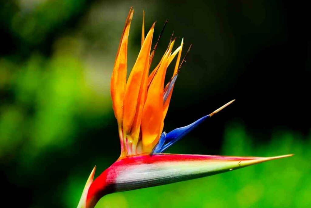 Bird Of Paradise Growth Rate - Gardenia Organic