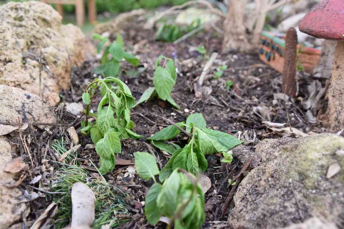 How to Fix Drooping Plants (Bring Your Plant Back to Life) - Gardenia ...