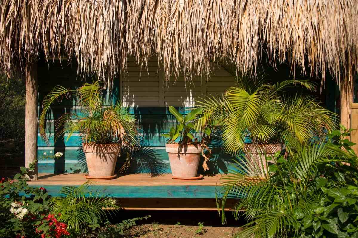 7 Small Palm Trees for Pool Area Gardenia Organic