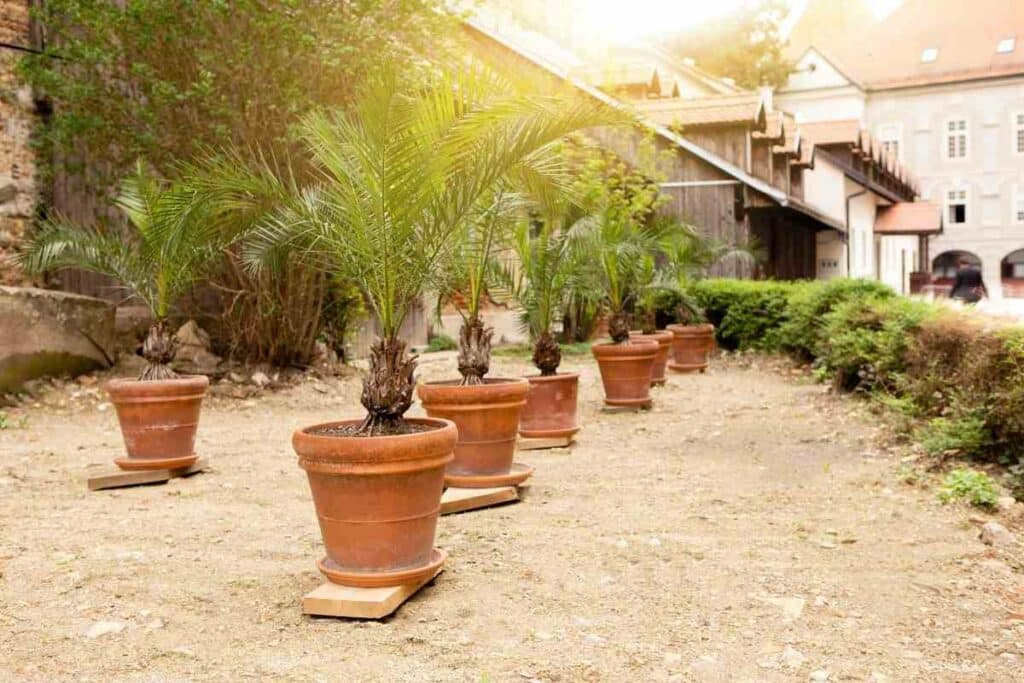 Potted Palm trees