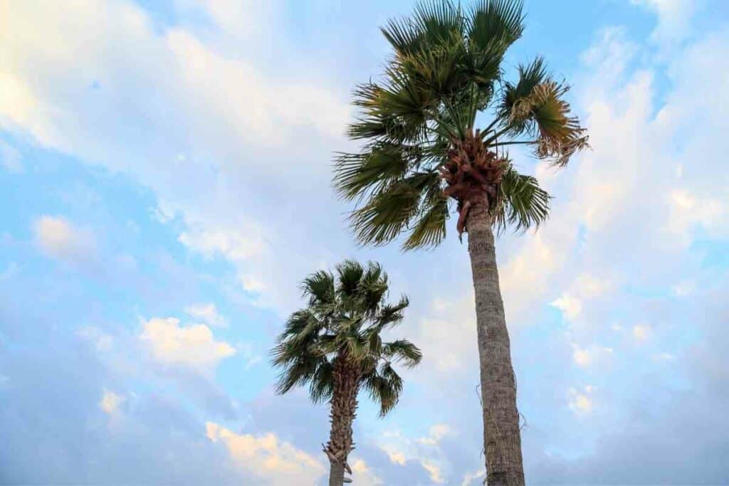 How Fast Do Palm Trees Grow?