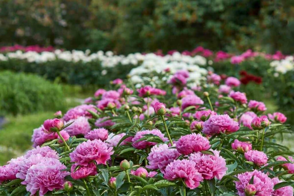 Big Peony bush garden