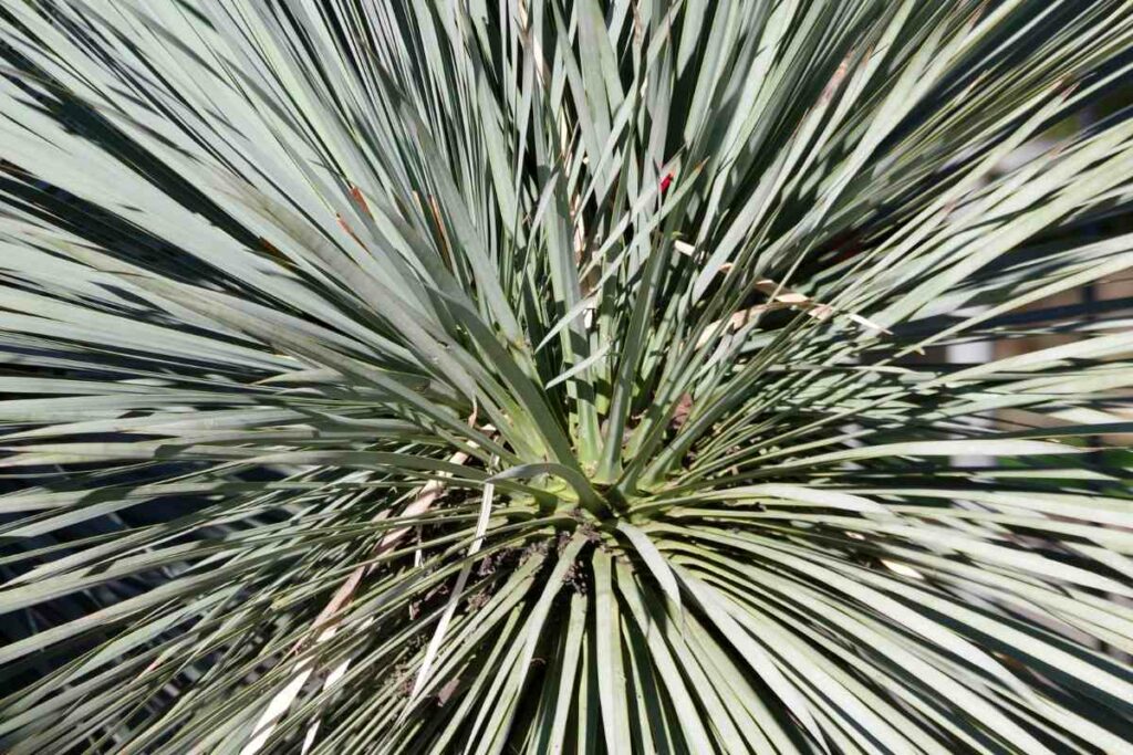 Pindo Palm (Butia capitate)