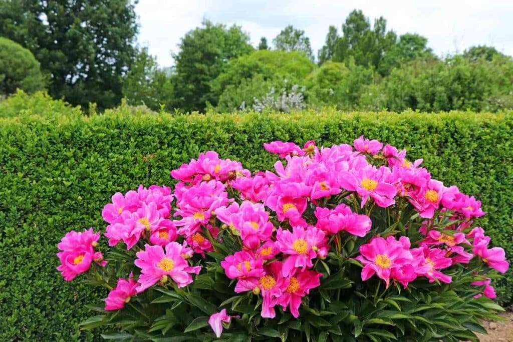 Pink Peony bush flowers