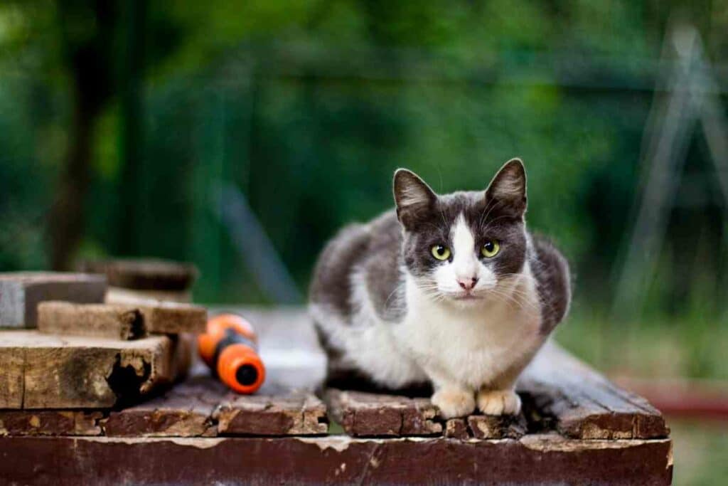 Cat in backyard