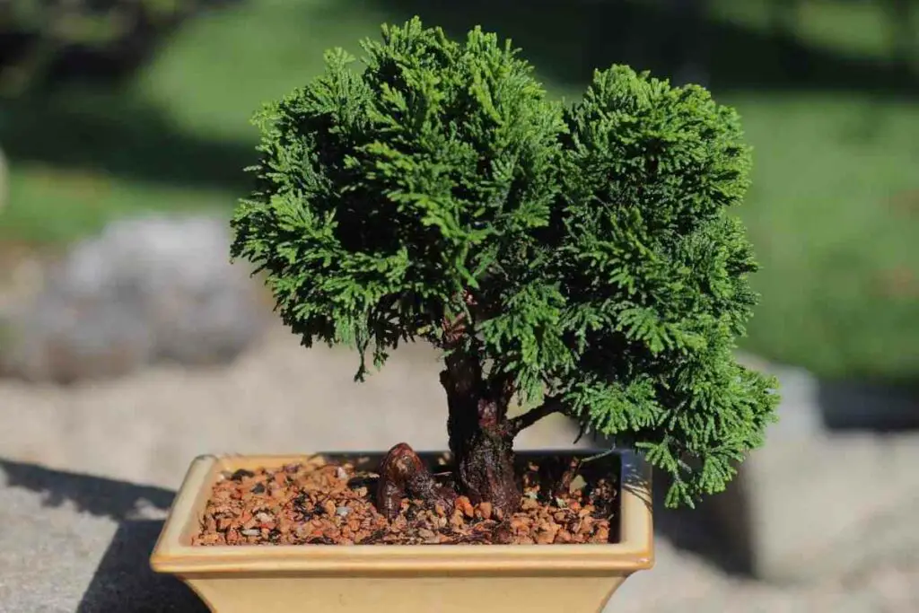 Potted Hinoki Cypress Bonsai outdoors