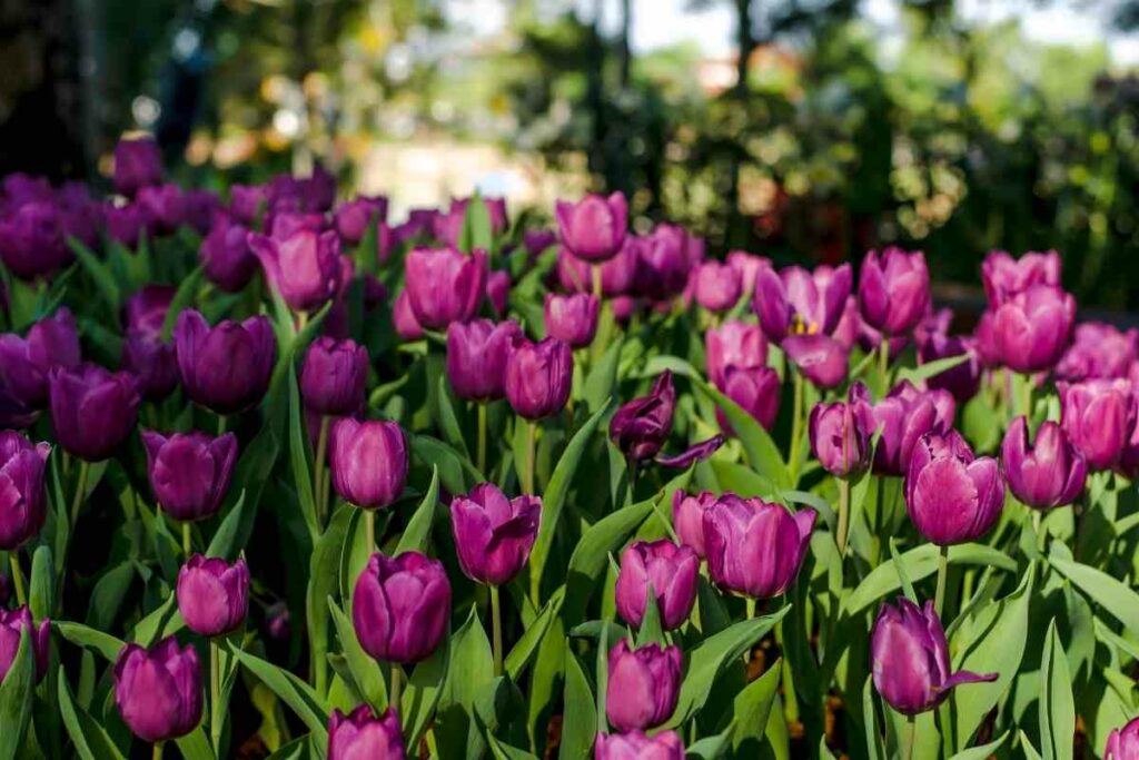Purple tulips in backyard