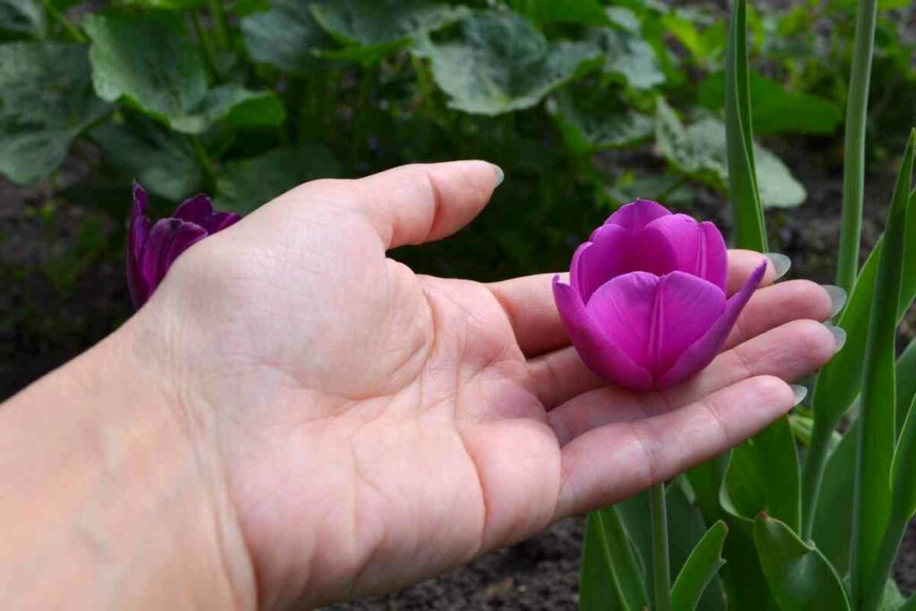 Purple tulips flower