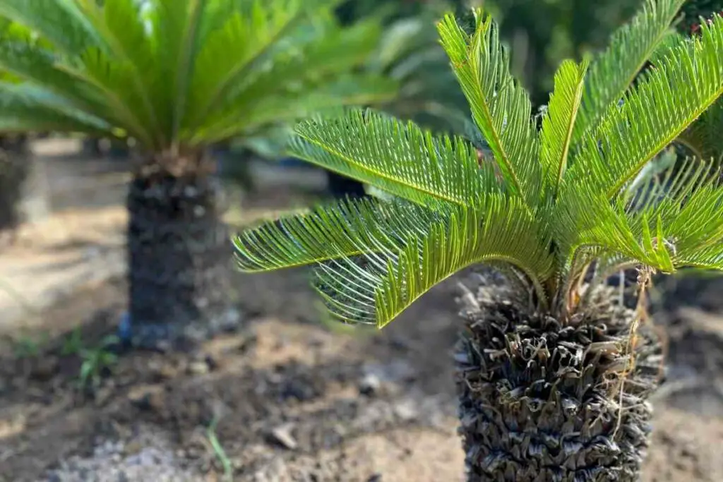 Pygmy Date Palm (Phoenix roebelenii)