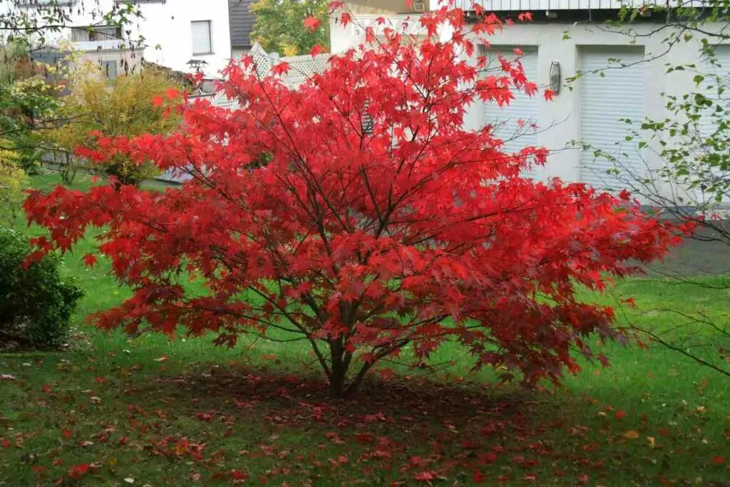 Red Maple tree backyard