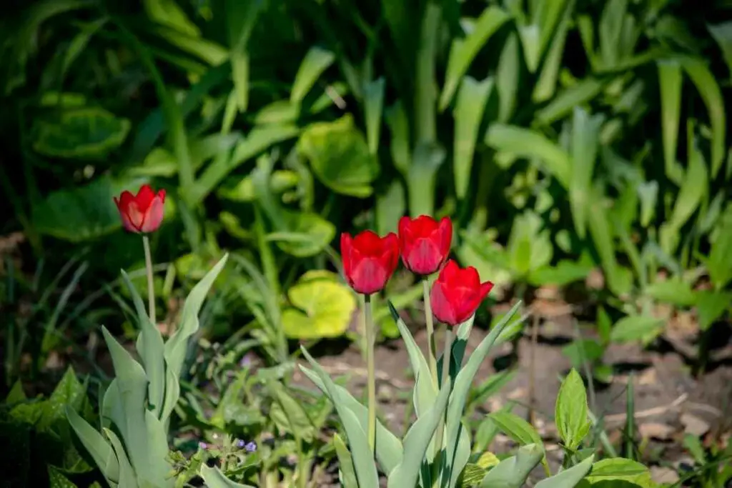 Red tulips bloom tips