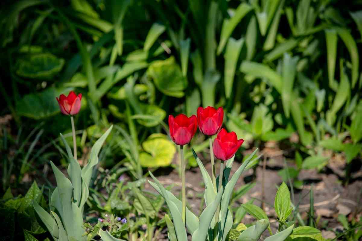 What to Do with Tulips After They Bloom Gardenia Organic