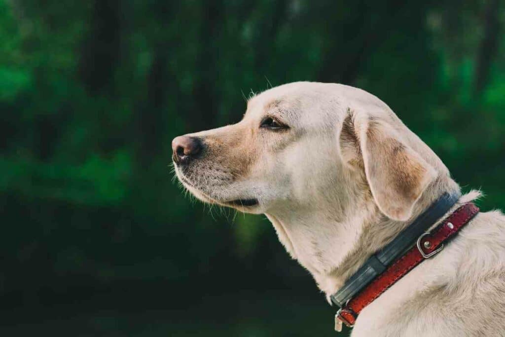 Classic dog collar labrador