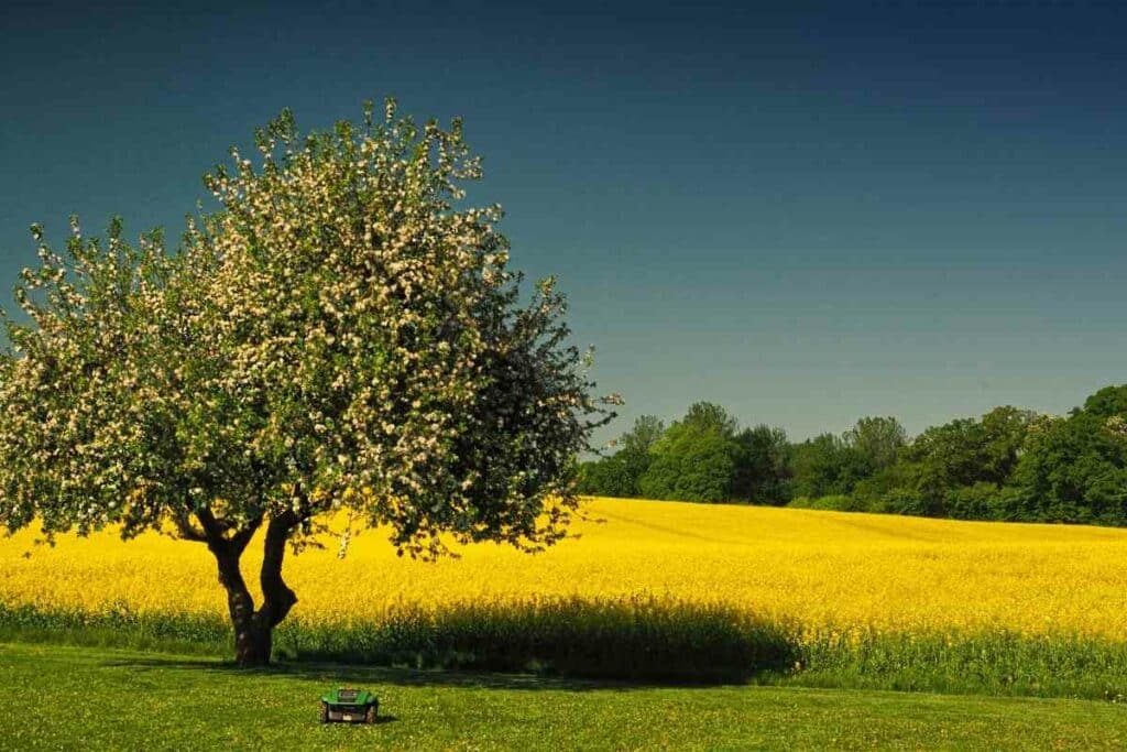 Robotic mower Wi-Fi