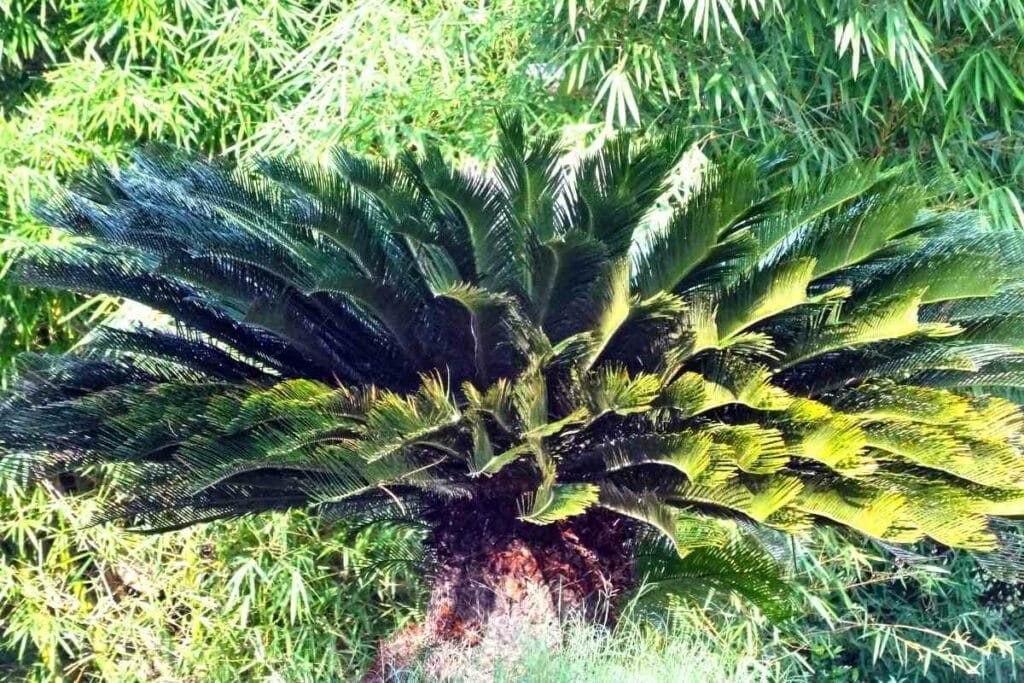 Sago Palm (Cycas revoluta)