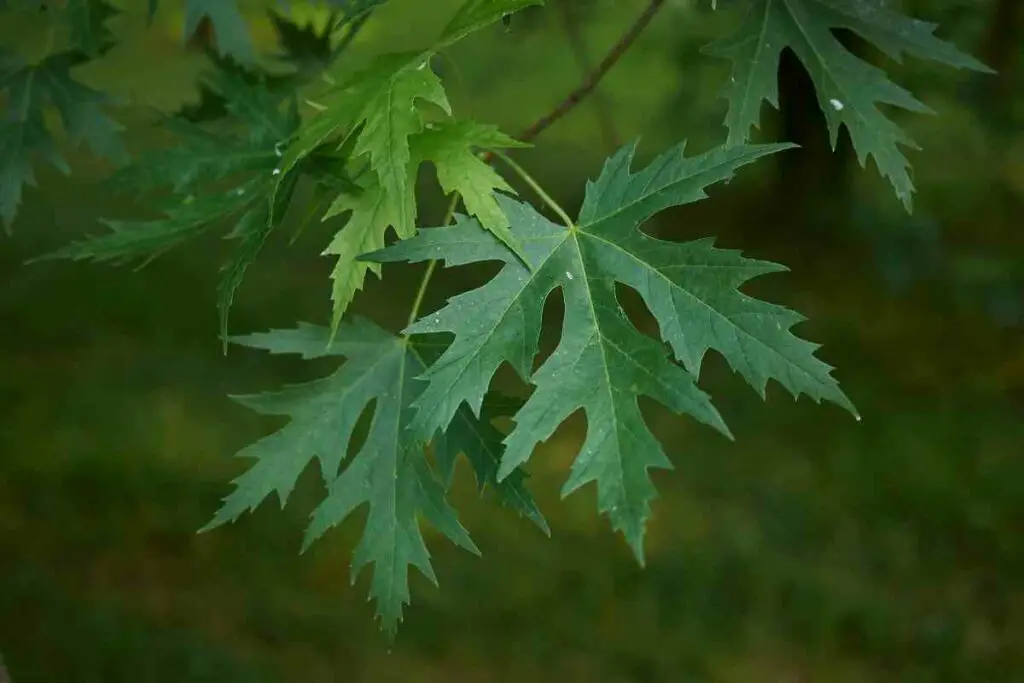 Silver Maple tree leaves