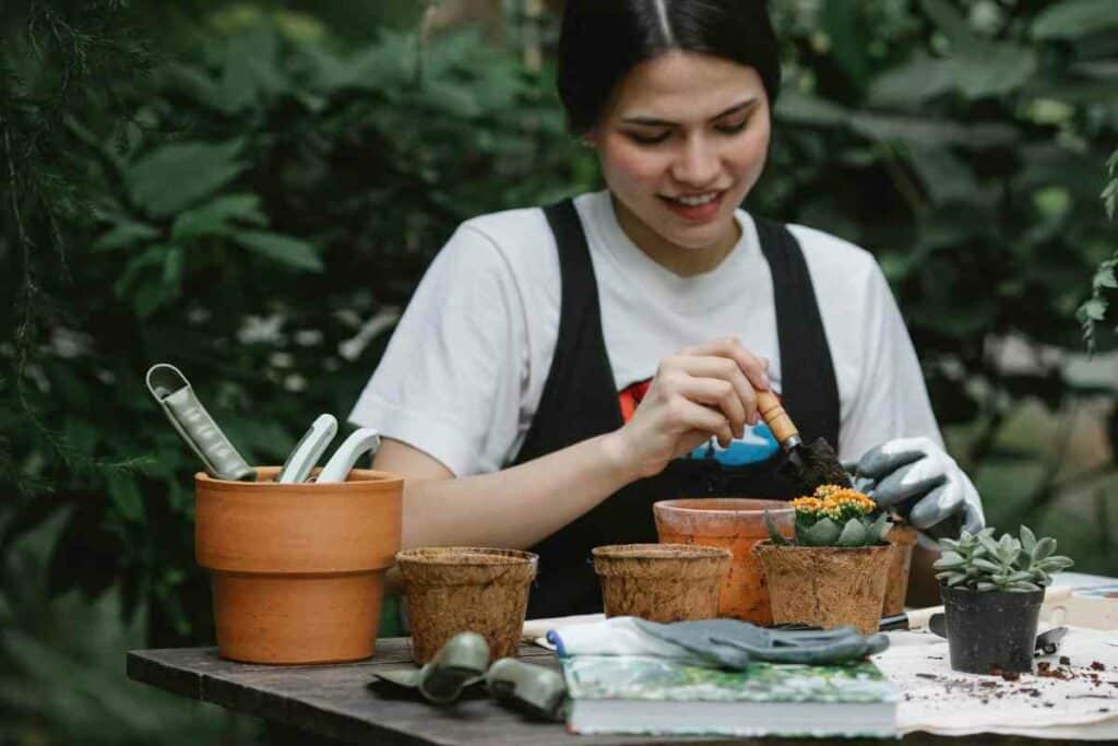 Starting Hollyhocks in pots