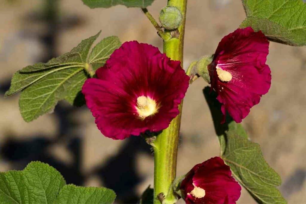 Planting hollyhocks in pots process