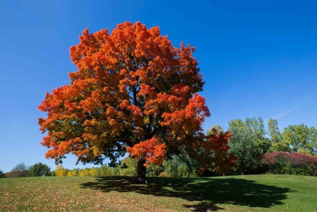 Sugar Maple tree woods