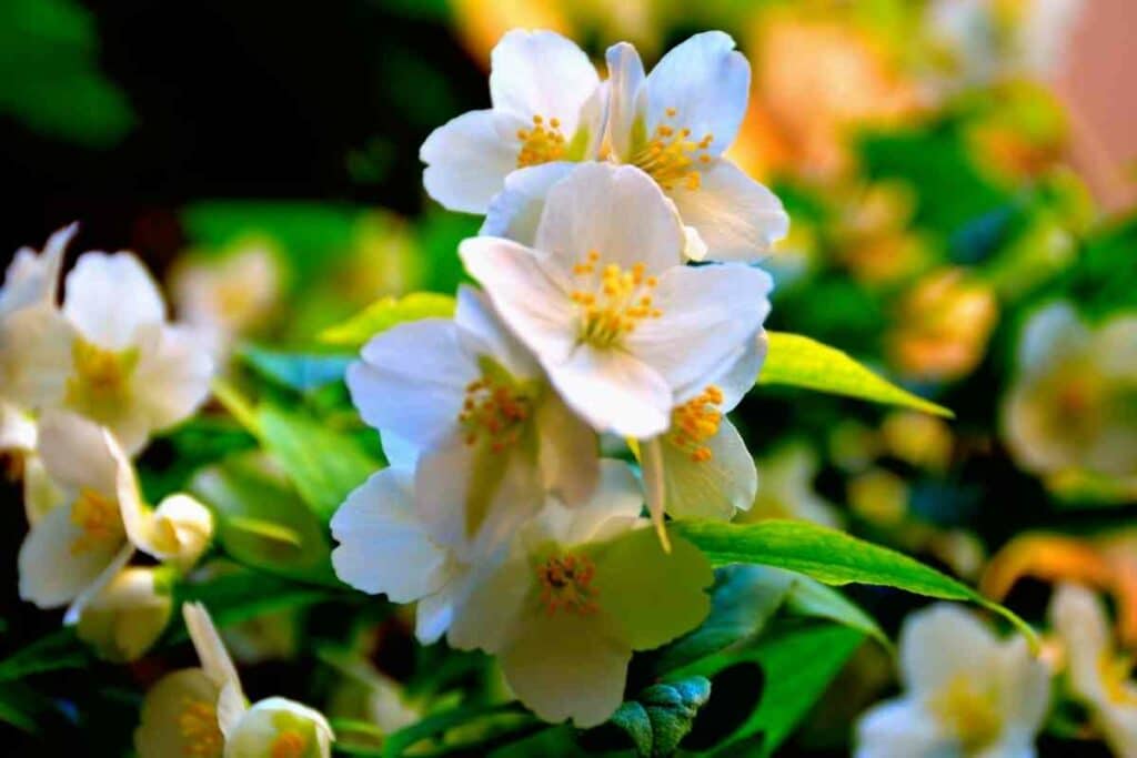 Sweet Mock orange flowering