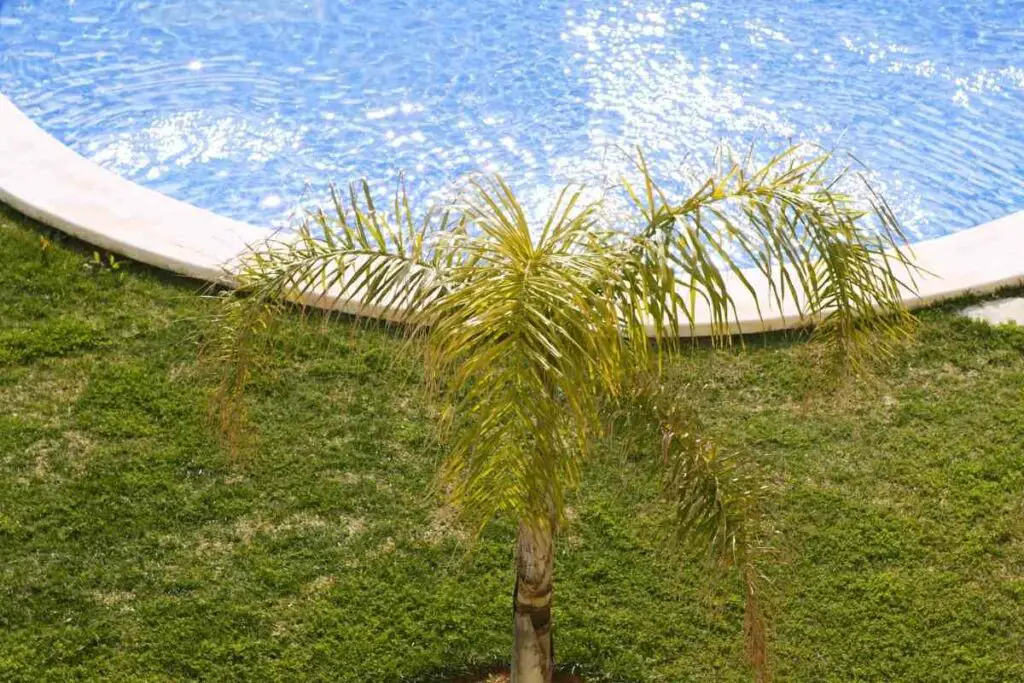 Palm tree near swimming pool