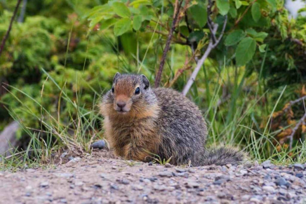 Best gopher traps