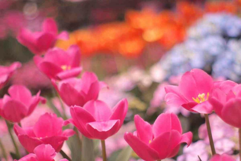 pink Tulips After They Bloom