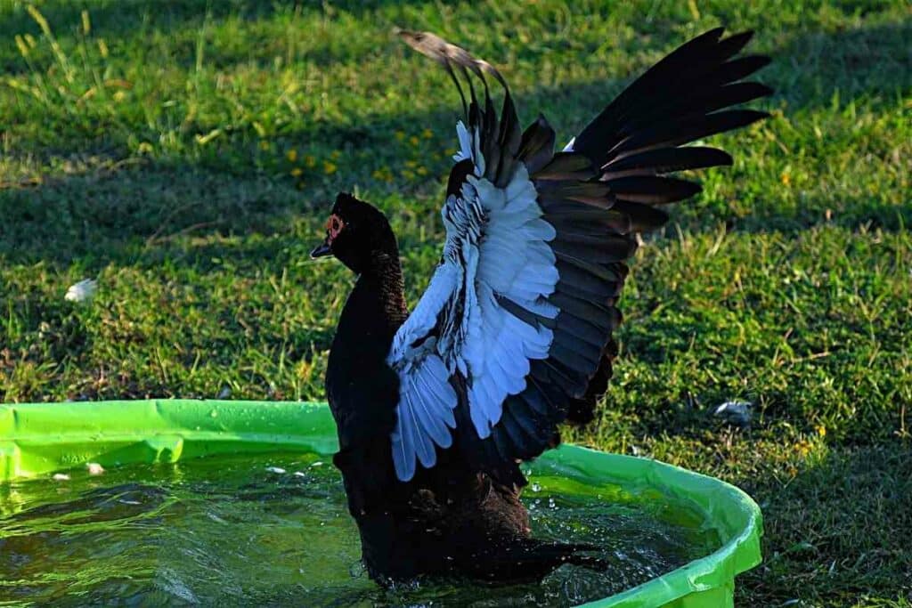 Muscovy Duck having fun in water