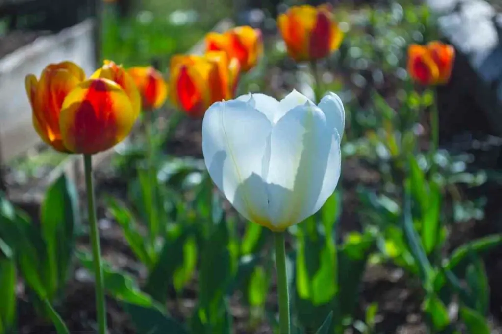 White tulips garden