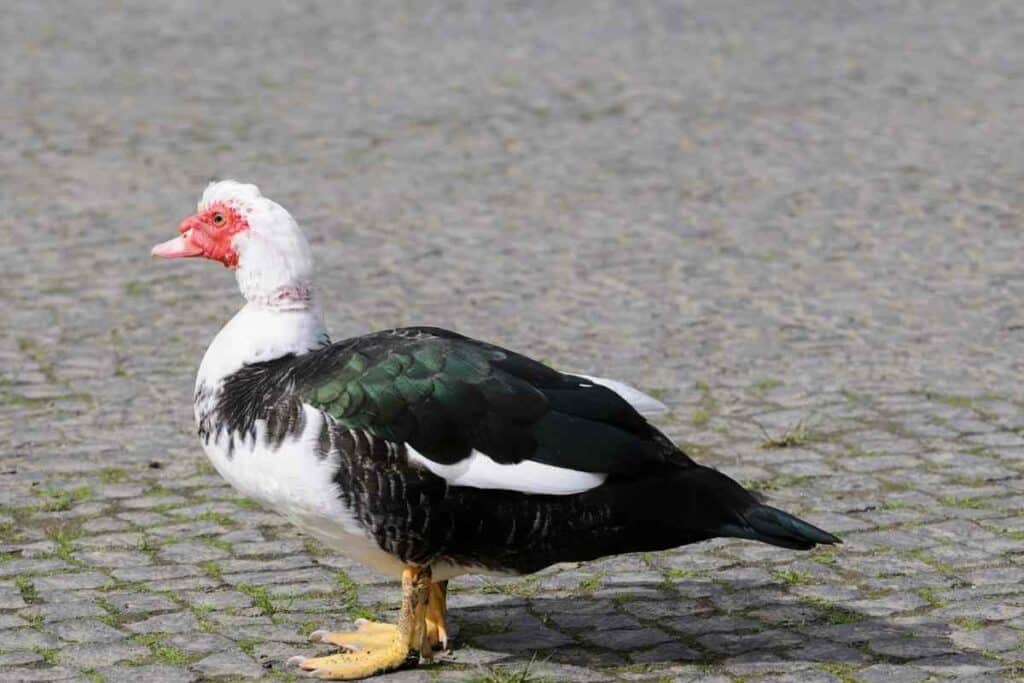 Muscovy Duck walking around