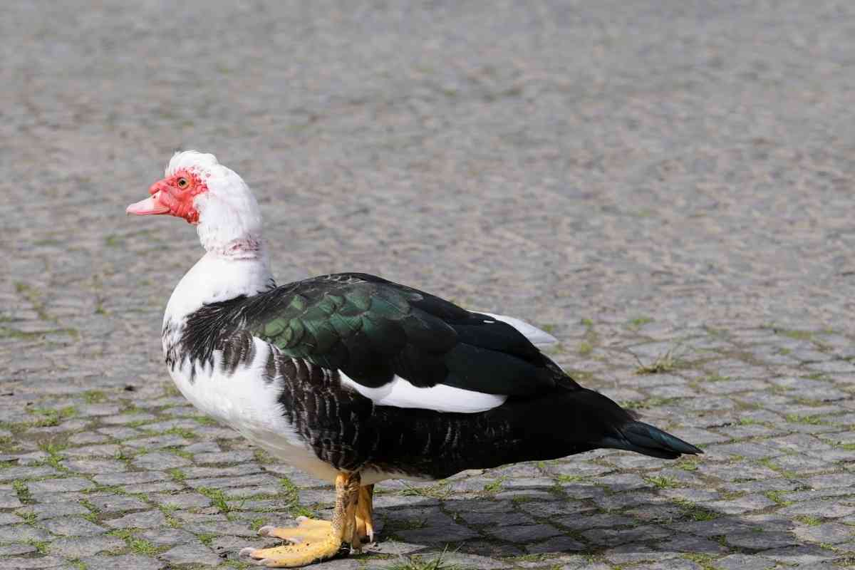 Can Muscovy Ducks Fly? Gardenia Organic
