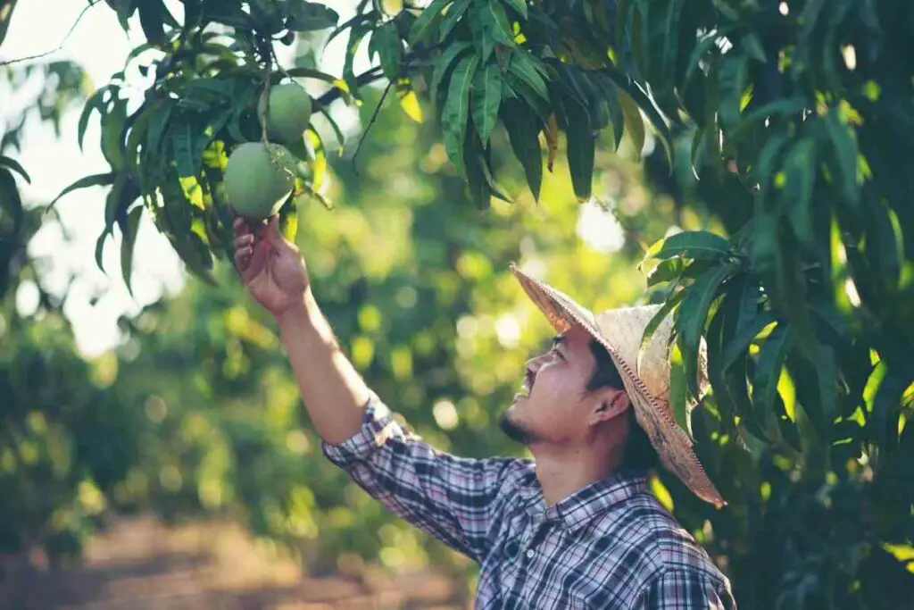 Mango Tree Fertilizers (Free And Shop Fertilizers)