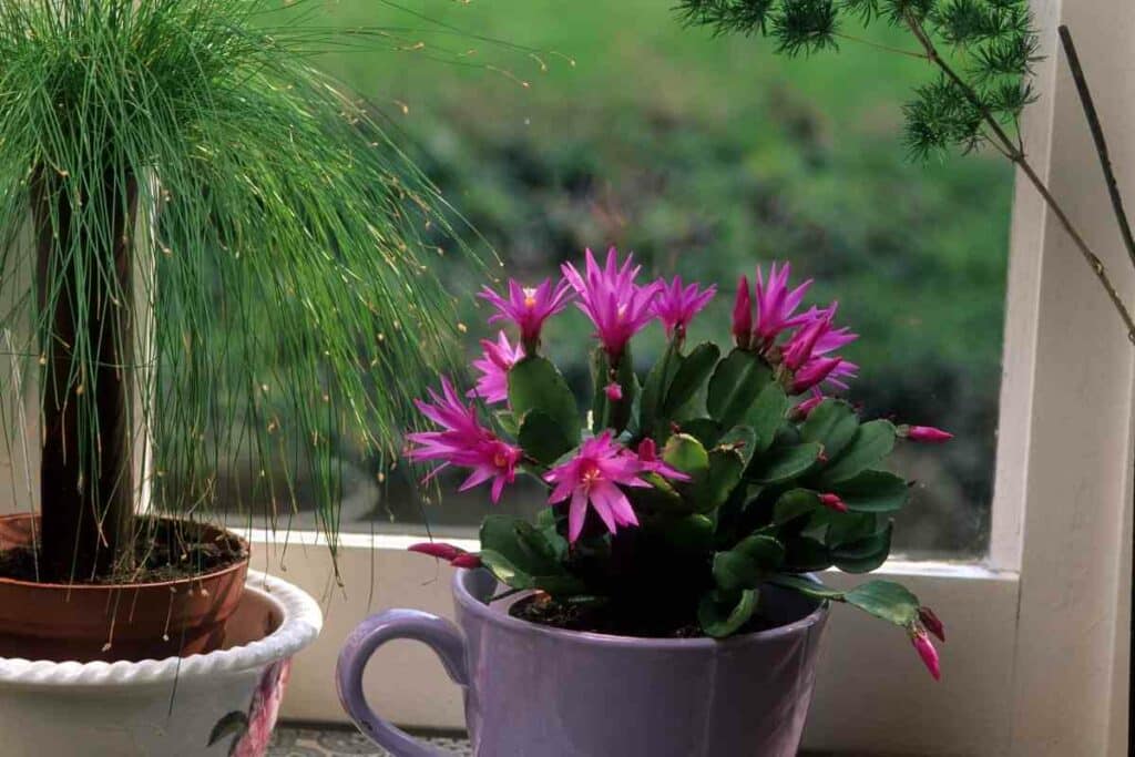 Rhipsalis succulent dormant in winter