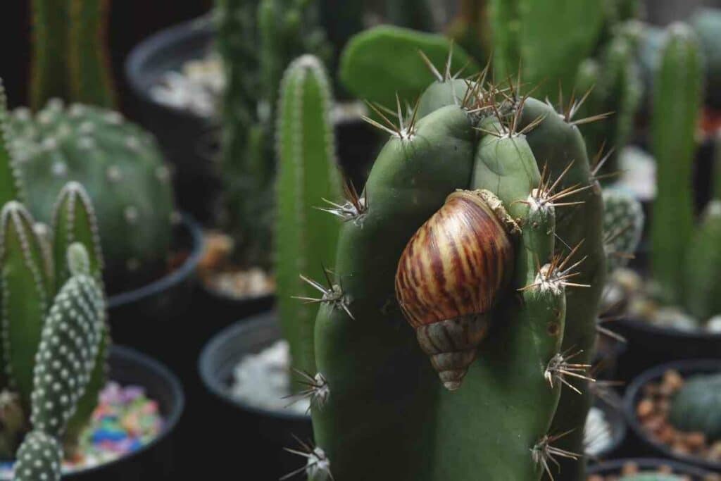 snail on succulent